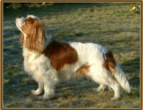 2 years, after first litter
