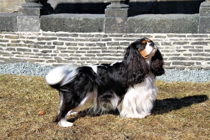 2,5 years old
Picture by Jarle Westervik
