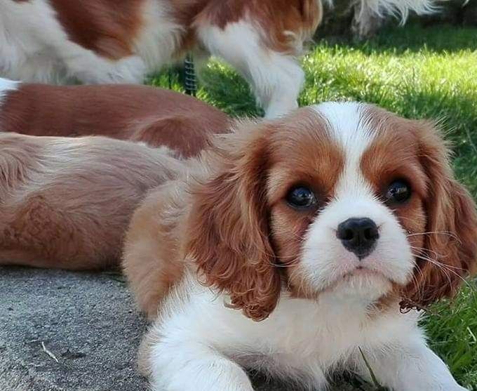 A Mænos puppy