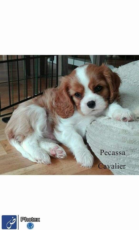 A Mænos puppy