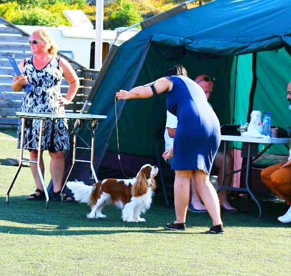 2, 5 years❤️ Winning Best of breed 