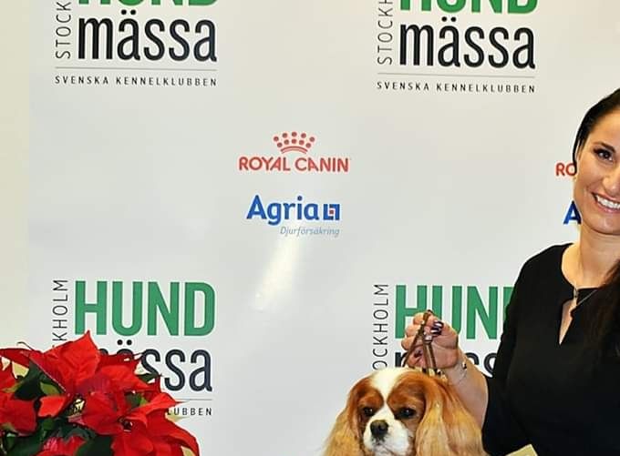 Gaining Nordic Veteran Winner 2019 in Stockholm December 2019