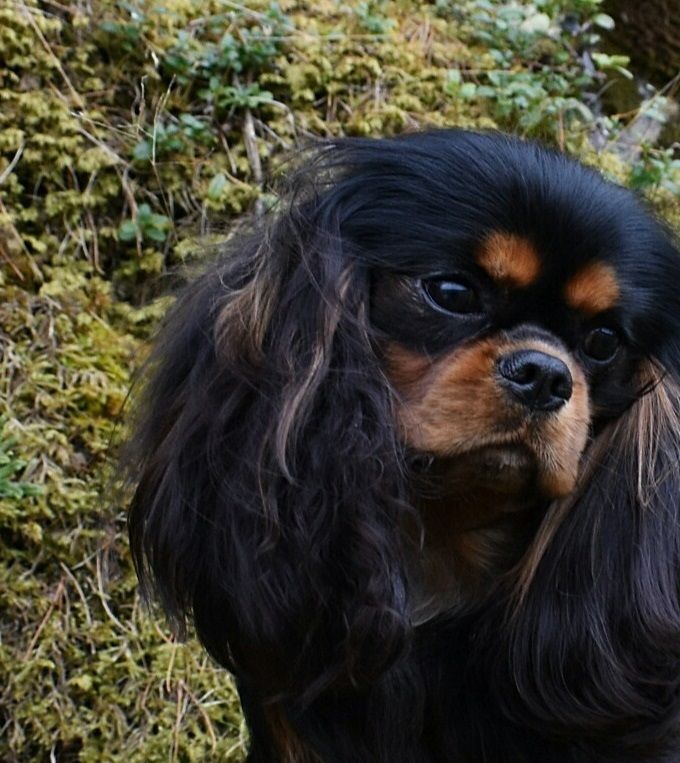 Bodlish 13 mths