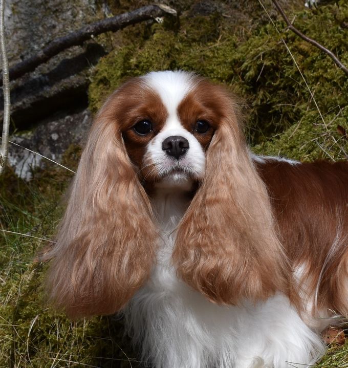 Pecassa's MakeMe Limitless
Born 28.05.2017
13 months



BOB puppy 30.09.2017
2'nd Best Puppy  15.10.2017
2'nd Best Puppy 24.02.2018