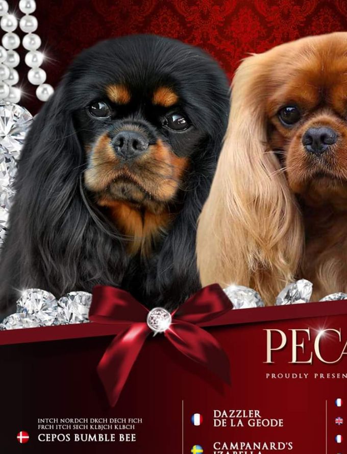 Pedigree