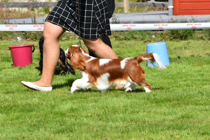 9 months an d 1 day😊
His absolutte first show. 
The day after he gained His first CC, International status 
