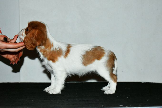 Around 7 weeks 