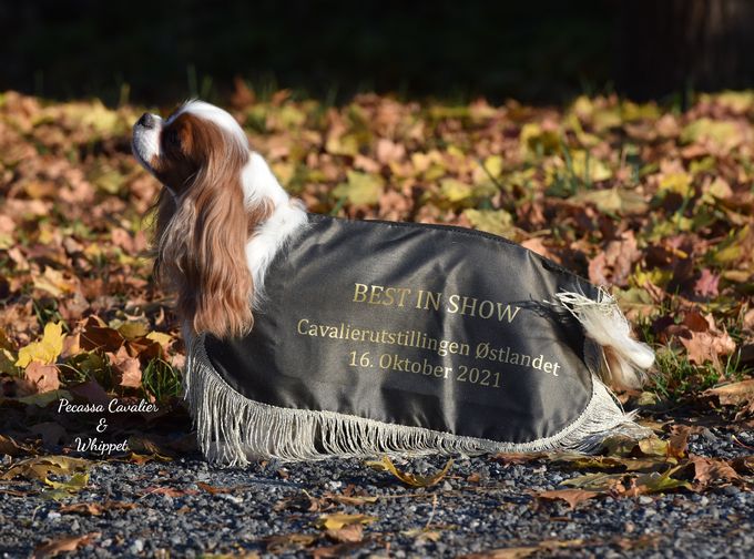 Multi Best In Show Winner at breed specialty
Here 4, 5 years omd