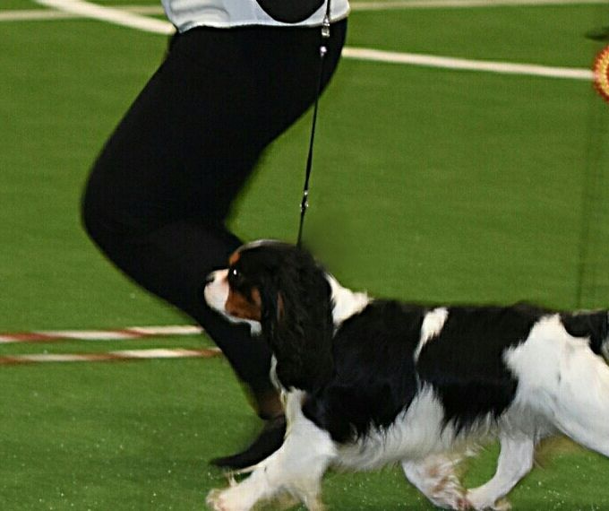  Goggen showing Perfect movement 