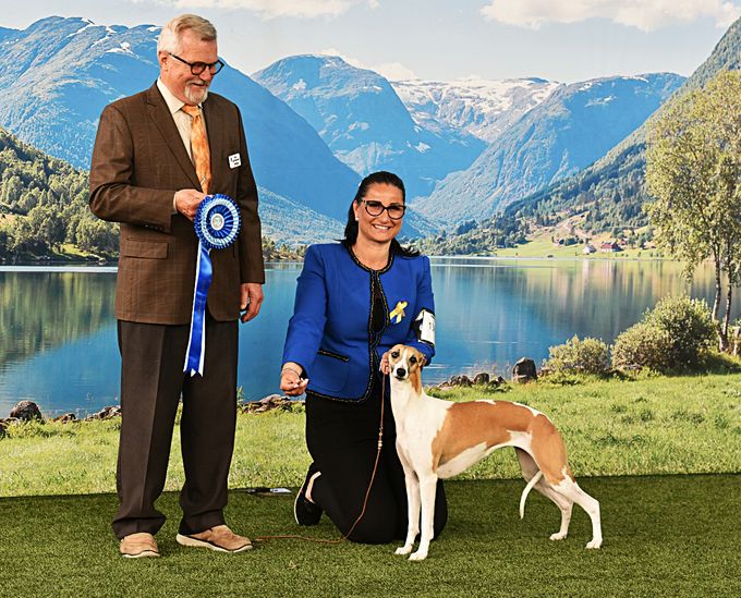 The day  she becsme a Norwegian Champion
BOB, CC, NORDIC CC, BIG 2